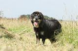 DOGUE DU TIBET 033